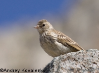 ������ �����